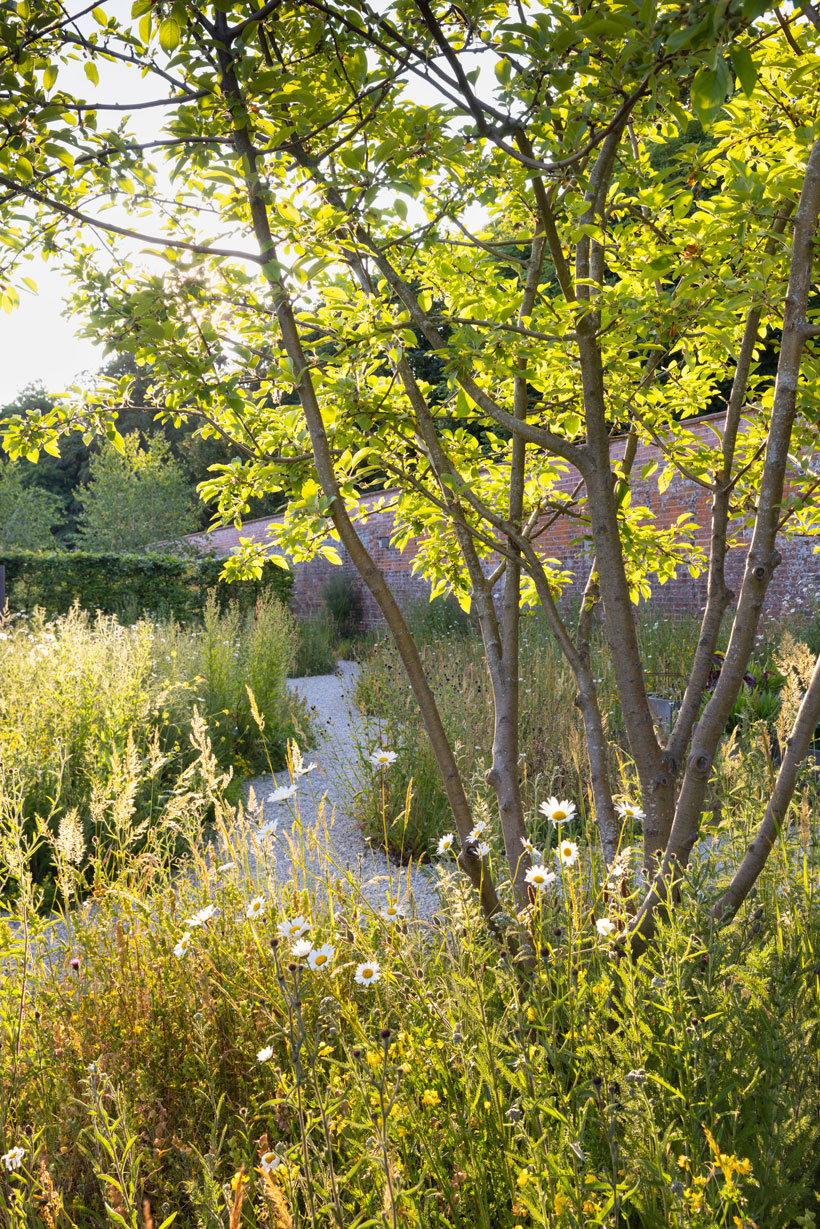 Colm Joseph suffolk garden design wildflower meadow gravel path malus wintergold crabapple tree